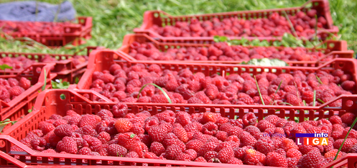 IL-maline-gajba Srpska malina dobija oznaku porekla, stižu subvencije i povoljni krediti