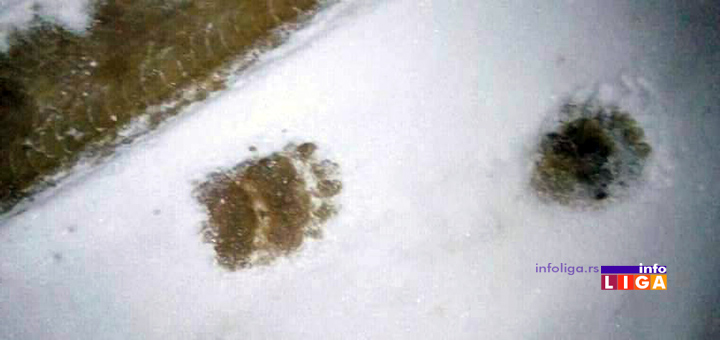 IL-mecka-kovilje-trag Ivanjičane ponovo zatrpao sneg, ali se mečke bez problema šetaju putevima