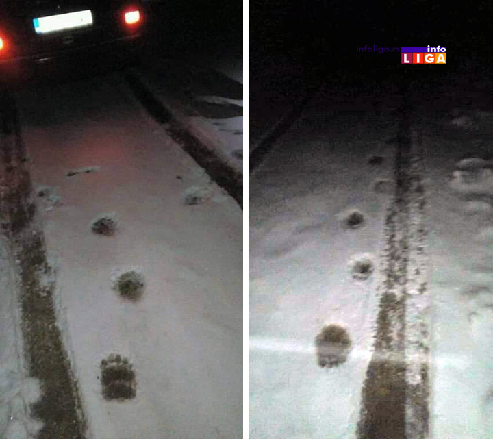 IL-mecka-kovilje-tragovi Ivanjičane ponovo zatrpao sneg, ali se mečke bez problema šetaju putevima
