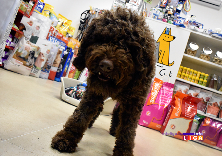 IL-petshopDAGI032-3 Petšop sa lokalnim šarmom, a svetskom ponudom u našem gradu!