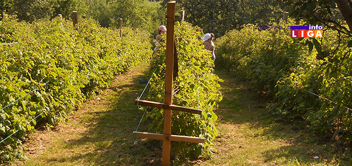 IL-beraci-malina Muke berača malina: ''Danju se kupamo u znoju a po čitavu noć beremo maline u snu'' (VIDEO)