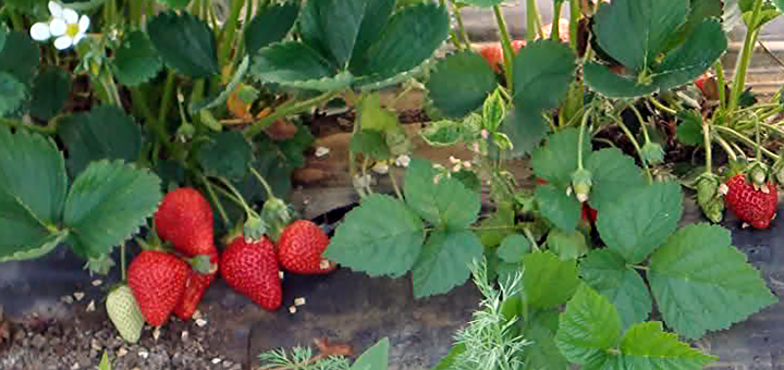 IL-jagodezengazenganaguca Guča-Nova šansa za poljoprivrednike - jagoda ''zenga-zengana''