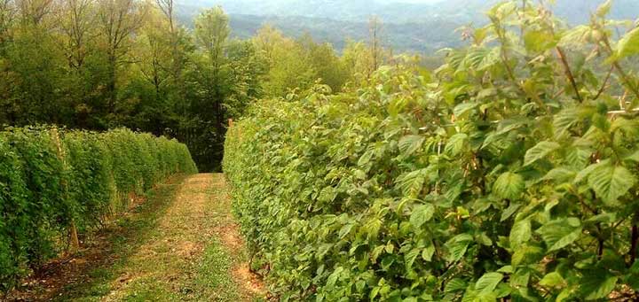 IL-malinjak-1 Pun pogodak za malinare - Bezvirusne sadnice Vilameta