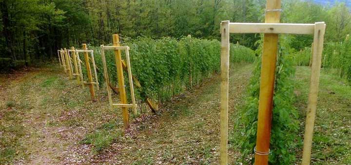 IL-malinjak-2 Pun pogodak za malinare - Bezvirusne sadnice Vilameta