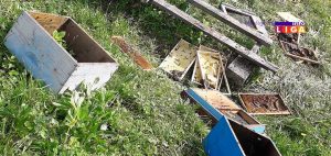 IL-mecka-doruckovala-u-dvoristu-300x142 Ivanjica - Mečka u Mečkama napravila lom