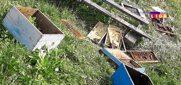 IL-mecka-doruckovala-u-dvoristu Prestrašeni - Mečka im doručkovala u dvorištu (VIDEO)