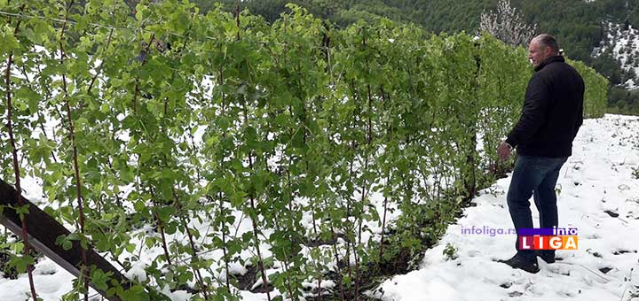 IL-sneg-u-maju-malinjaci-rzinje2 Sneg uništio malinjake u ivanjičkom kraju (VIDEO)