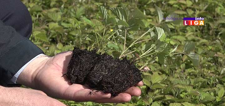 Poklon-malinarima-besplatne-stadnice Besplatna pomoć malinarima  na teritoriji opštine Ivanjica i okoline (VIDEO)