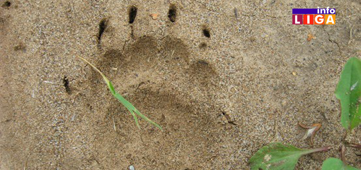 IL-NASLOVNA-JAZAVAC-SAPA NESVAKIDAŠNJE! Lisice i jazavci stigli do užeg centra Ivanjice