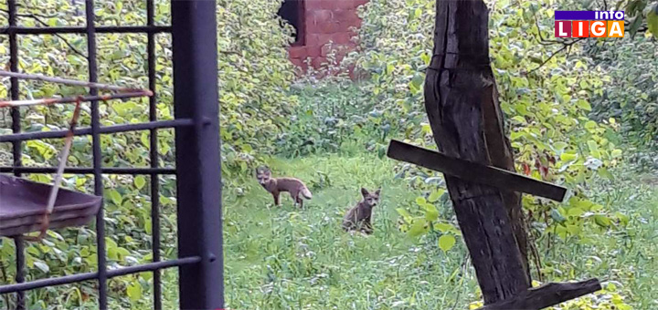 IL-NASLOVNA-LISICE- NESVAKIDAŠNJE! Lisice i jazavci stigli do užeg centra Ivanjice