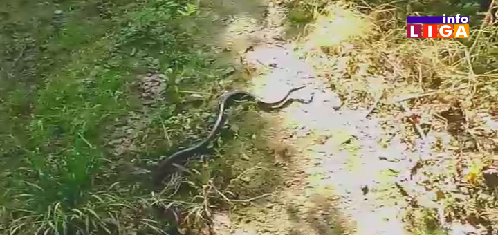 IL-Zmija-naslovna-konacana Najezda zmija u ivanjičkom kraju (VIDEO)