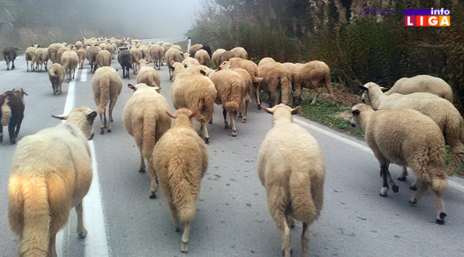 IL-golija-rezervat-biosfere-ovce Konkurs za subvencionisanje nabavke ovaca i opreme za pčelarstvo