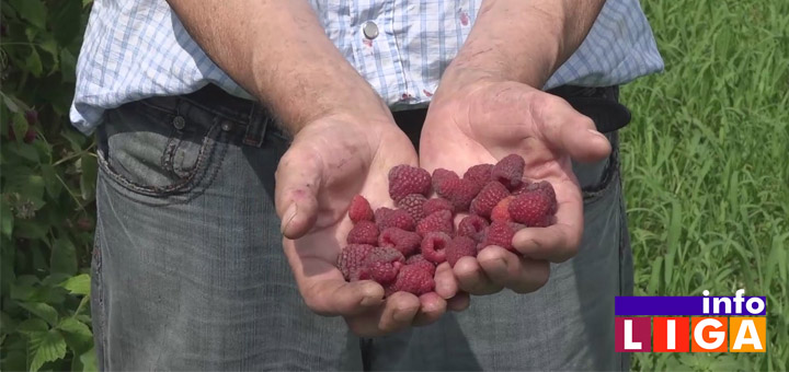 IL-malina Prohujala zlatna vremena malina (VIDEO)