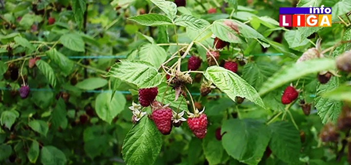 IL-naslovna-maline Omogućen reprogram kredita dužnicima koji otkupljuju i skladište voće (VIDEO)