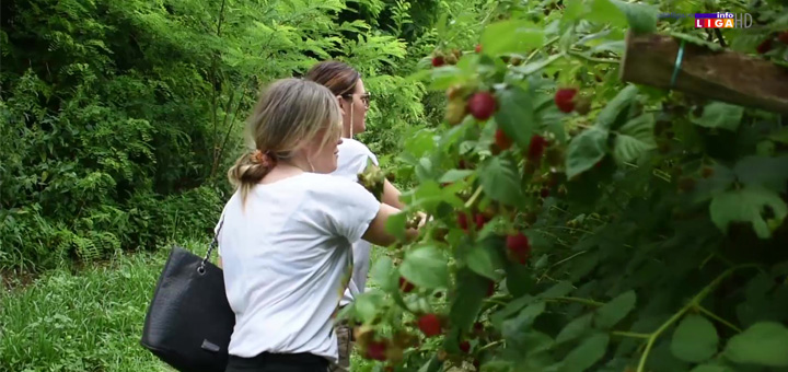 NASLOVNA-MALINAI-2 Ivanjica: Sezonska glavobolja - Kako naći dobrog radnika? (VIDEO)