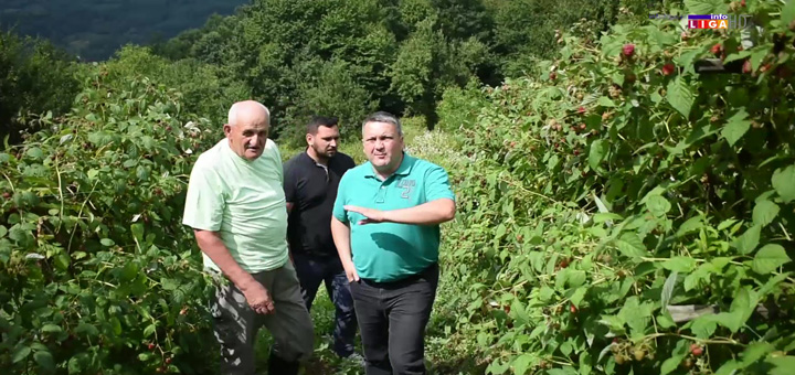 NASLOVNA-MALINARI-1 Ivanjički malinari opet na mukama, niska cena, nema berača (VIDEO)