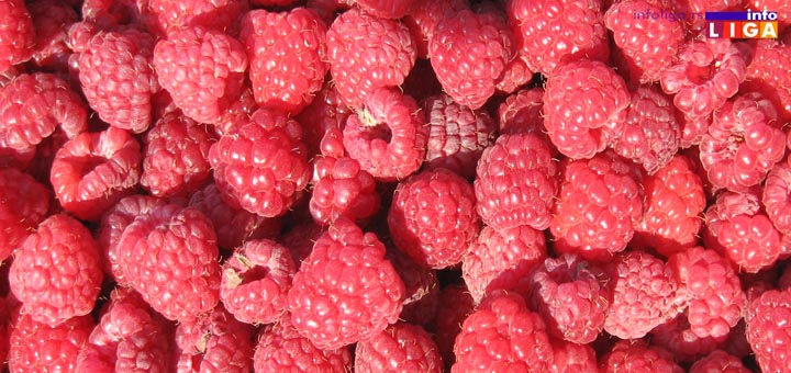 il-maline-2019 Ivanjica: Bolja cena malina uvećaće i dnevnice beračima (VIDEO)