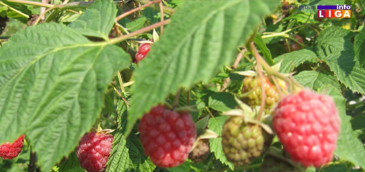 il-maline-cena-2019 Hladnjača ''Stanić'' podigla otkupnu cenu malina