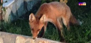 IL-lisice-na-terasi-300x142 ZANIMLJIVO: Lisica ''svratila na kafu'' u poznati ugostiteljski objekat u Ivanjici