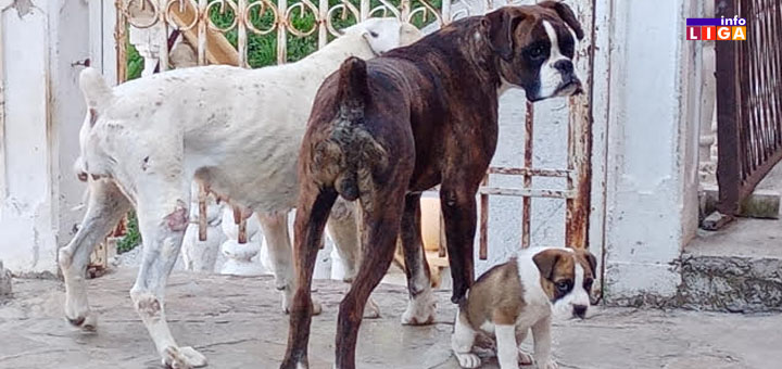 naslovna-kucici Društvo za zaštitu životinja ''Otvoreno srce'' iz Ivanjice apeluje da se prestane sa nasiljem nad životinjama