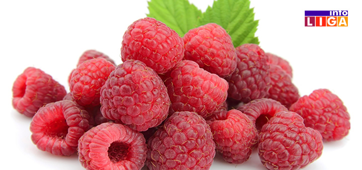 IL-FLORIVA4 Floriva iz Ivanjice organizuje stručnu prezentaciju iz oblasti malinarstva