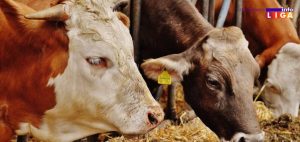 IL-Konkurs-za-krave-300x142 Javni poziv za nabavku stočne hrane i muzilica