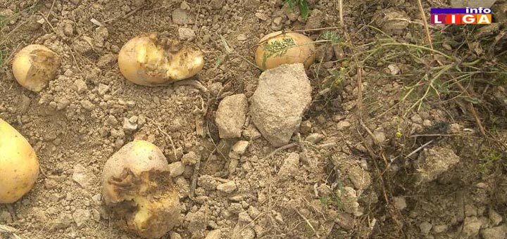 IL-divlje-svinje-dva- Divlje svinje prave ogromne štete u selu Pridvorica kod Ivanjice