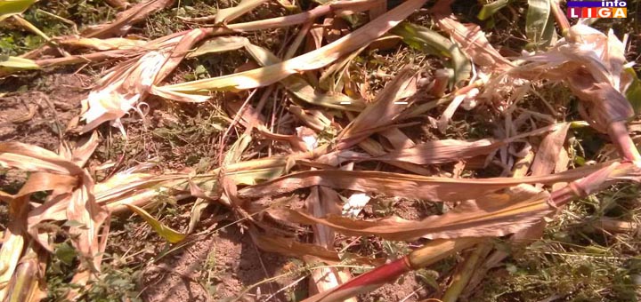 IL-divlje-svinje-pustose-letinu Divlje svinje prave ogromne štete u selu Pridvorica kod Ivanjice