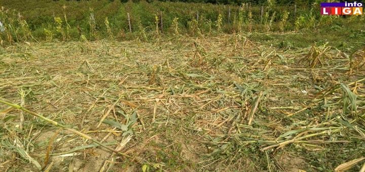 IL-divlje-svinje-tri Divlje svinje pustoše letinu u ivanjičkim selima