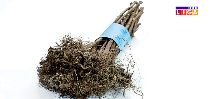 IL-floriva2 Floriva iz Ivanjice organizuje stručnu prezentaciju iz oblasti malinarstva