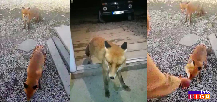 IL-lisice-naslovna Nećete verovati ko su najomiljeniji gosti kafane na Goliji (VIDEO)