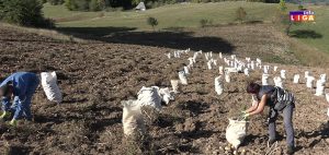 IL-naslovna-krompir-300x142 Ivanjički krompir u borbi sa uvoznim! Kvalitet protiv cene ?!