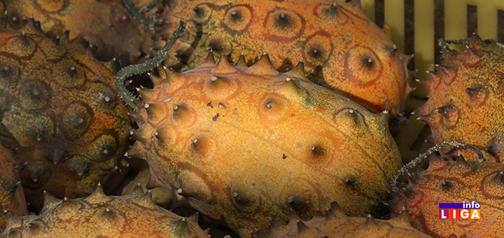 IL-voce Neobična afrička voćka rodila u surovoj klimi ivanjičkih brda (VIDEO)