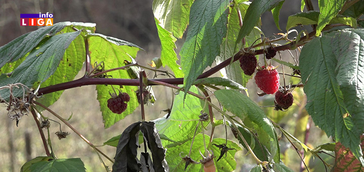 IL-maline Koja će biti cena maline i da li će imati ko da ih bere ove godine? (VIDEO)