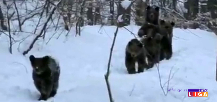IL-medved-Golija- Neverovatan snimak! Mečke se probudile iz zimskog sna