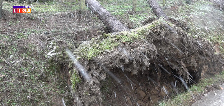 il-drvece-nevreme Oluja u Ivanjici čupala drveće i podizala krovove (VIDEO)