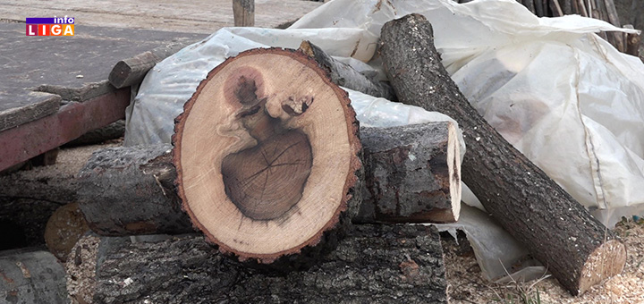 il-drvo-sulubura Čudo kod Ivanjice: Milić presekao hrast, ukazao mu se svetac (VIDEO)