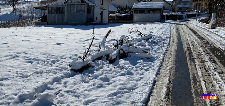 il-drvo2 Najneobičniji postupak Ivanjičaninu spasio život