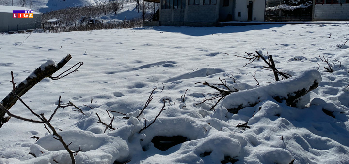 il-drvo3 Najneobičniji postupak Ivanjičaninu spasio život