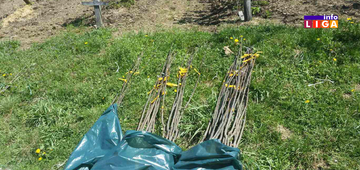 IL-sadnice-voca-institut-cacak-naslovna- Institut za voćarstvo iz Čačka pomaže poljoprivrednim proizvođačima