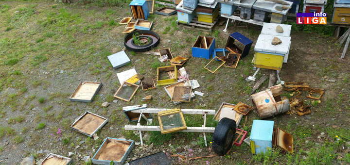 IL-MEČKE-GLEDJICA-2 Ivanjica - Mečka doručkovala u dvorištu Vukašinovića (FOTO)