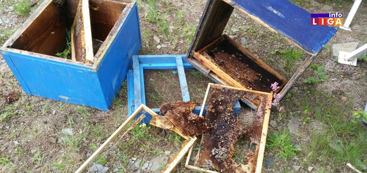 IL-MEČKE-GLEDJICA-3 Ivanjica - Mečka doručkovala u dvorištu Vukašinovića (FOTO)