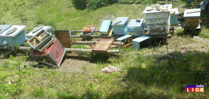 IL-MEČKE-GLEDJICA-4 Ivanjica - Mečka doručkovala u dvorištu Vukašinovića (FOTO)