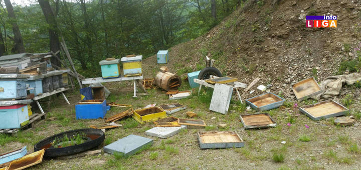 IL-MEČKE-GLEDJICA-5 Ivanjica - Mečka doručkovala u dvorištu Vukašinovića (FOTO)