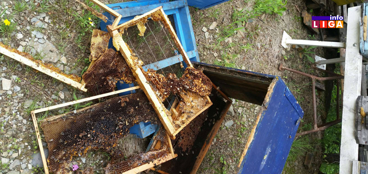 IL-MEČKE-GLEDJICA-6 Ivanjica - Mečka doručkovala u dvorištu Vukašinovića (FOTO)