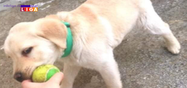 IL-Labradorka- Nažalost zločini nad psima se nastavljaju. Otrovana dva labradora (uznemirujuće fotografije)