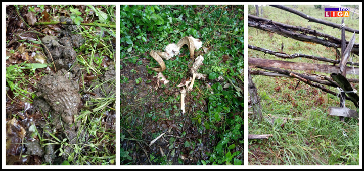 IL-medved Medved ponovo napao! Meštani okoline Arilja zabrinuti (foto)