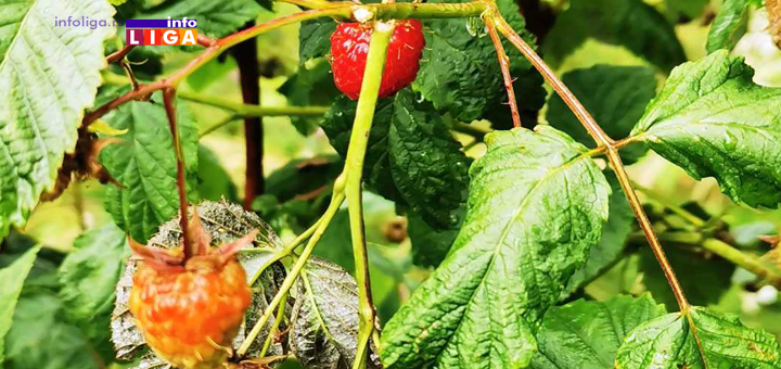 IL-Kovilje-grad-maline Grad pogodio deo ivanjičke opštine