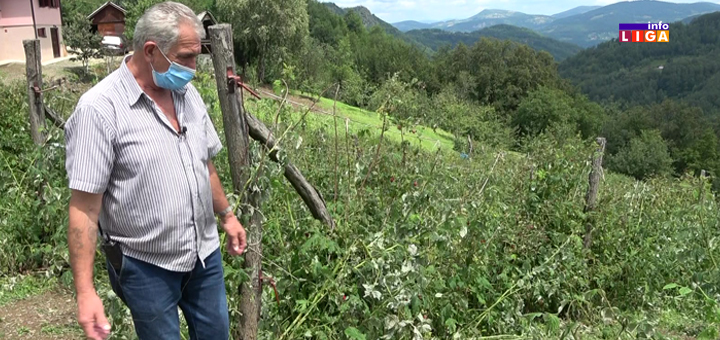 IL-Selo-Sivčina-grad-oluja-malinjak- "Šta smo mi Bogu zgrešili" - Ivanjičani očajni posle jučerašnjeg nevremena (VIDEO)