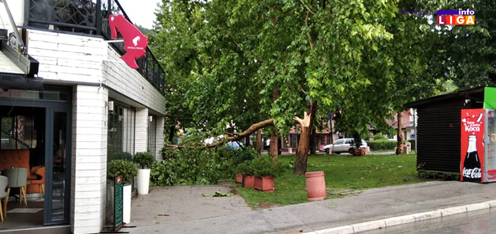 IL-drvo-odvaljeno-grad-2 Oluja i grad veličine pesnice opustošili ivanjičku opštinu (FOTO)
